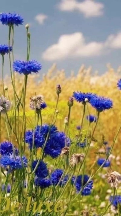 Васильки во ржи