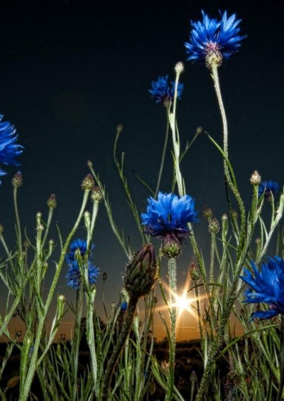 Василек цветы