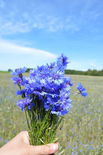 Василек синий краевой цветок