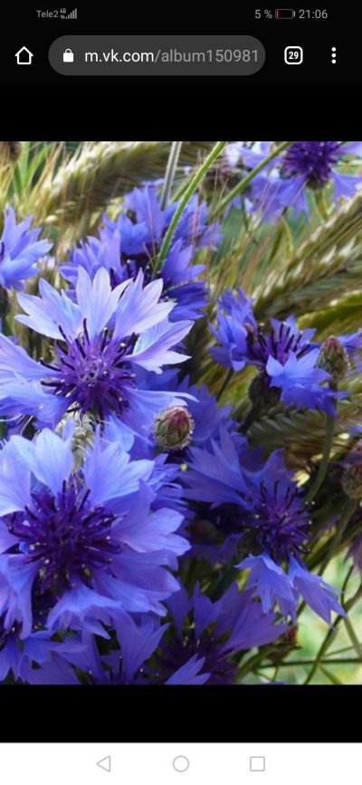 Василек полевой