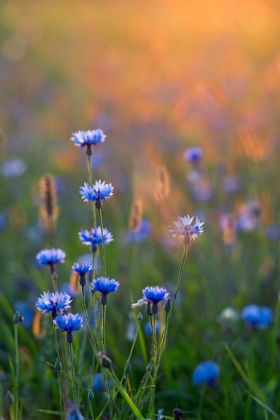 Васильки полевые