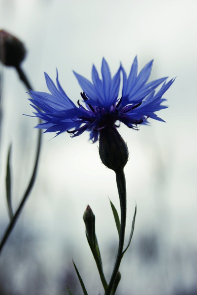 Васильки референс