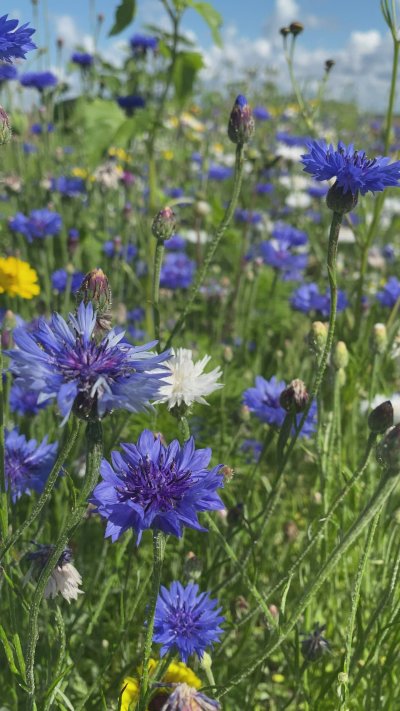 Васильки в поле