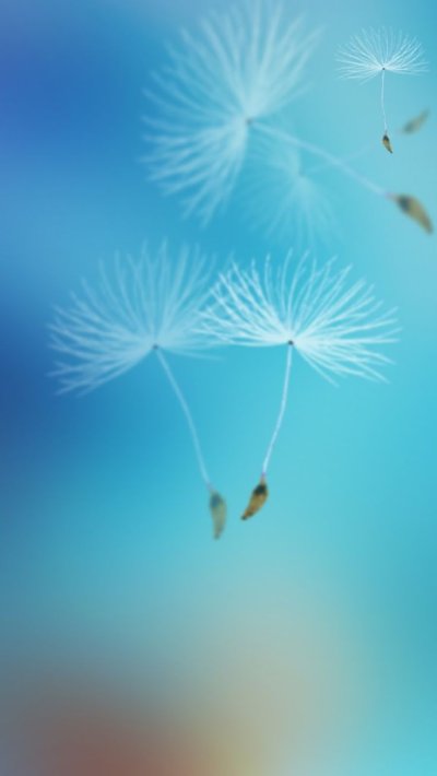 Зонтик одуванчика