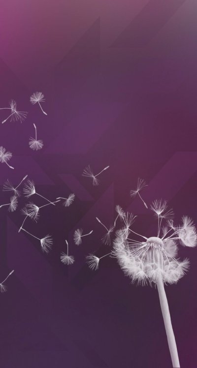 Красивые одуванчики