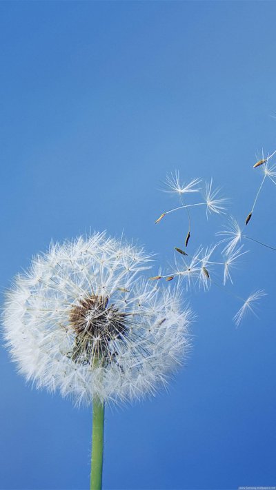 Одуванчик Samsung Galaxy s9