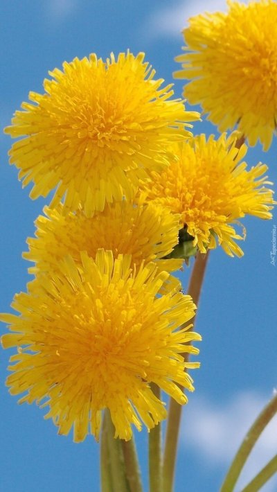 Тянь-Шанский одуванчик