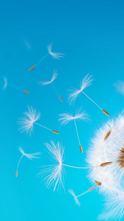 Одуванчики