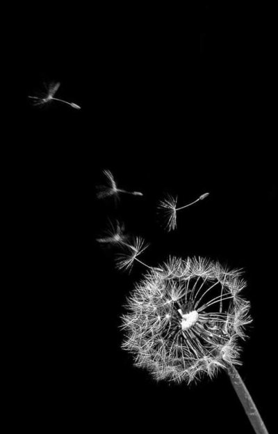 Одуванчик на черном фоне