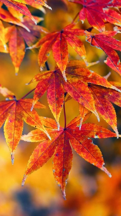 Осенние листья