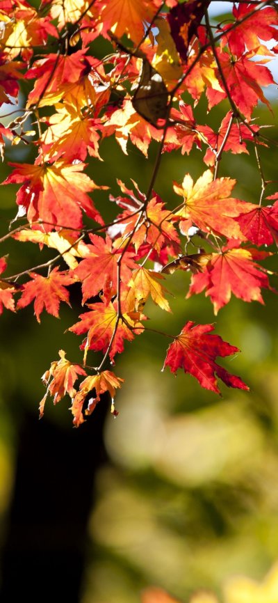 Кленовый лес