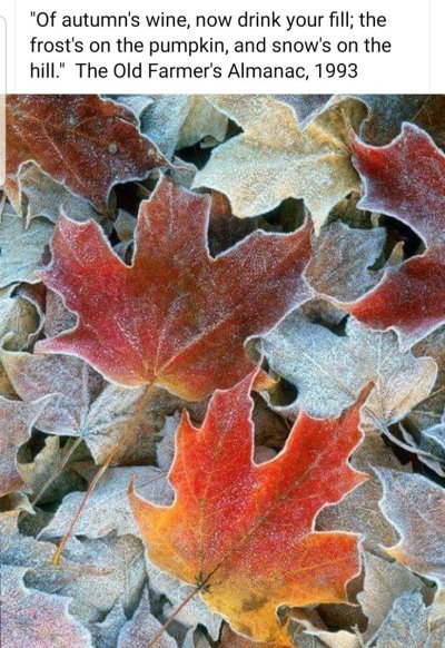 Осенние листья