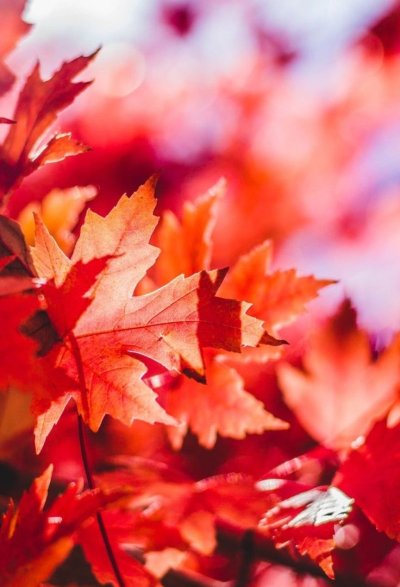 Красивые листья