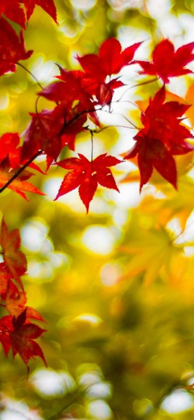 Осень листья