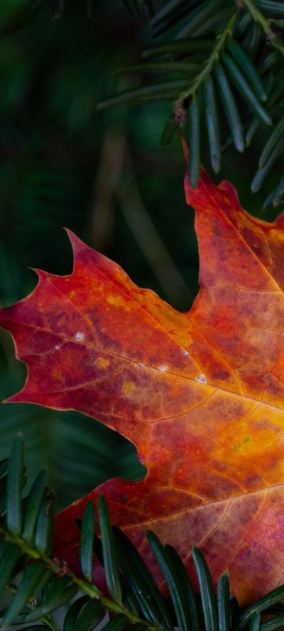 Кленовые листья разноцветные атмосферные картинки