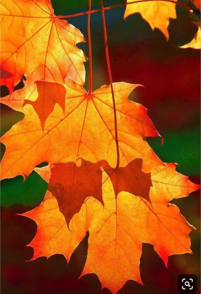 Осенние листья