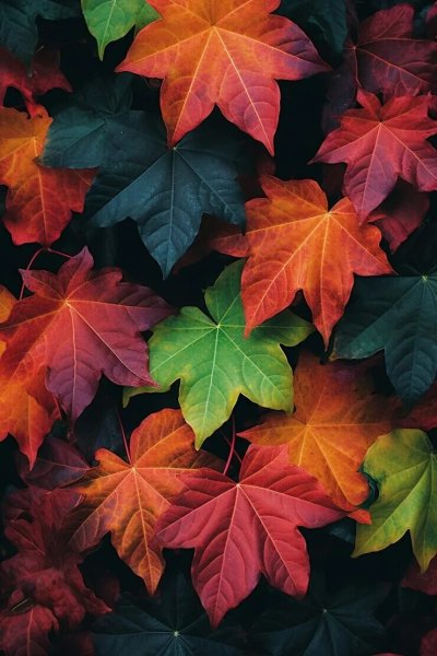 Осенние листья