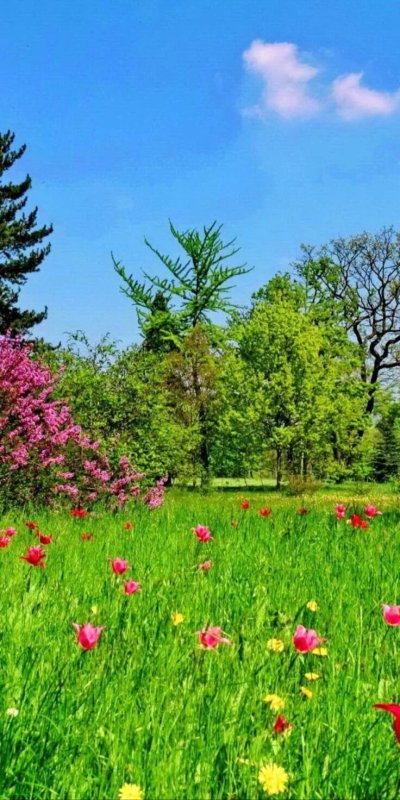 Лесная поляна