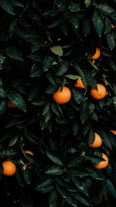 Апельсин Эстетика