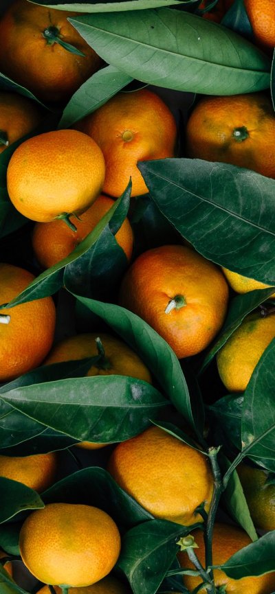 Цитрус мандарин