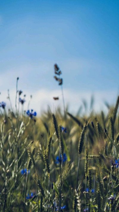 Степан Кадашников ветер