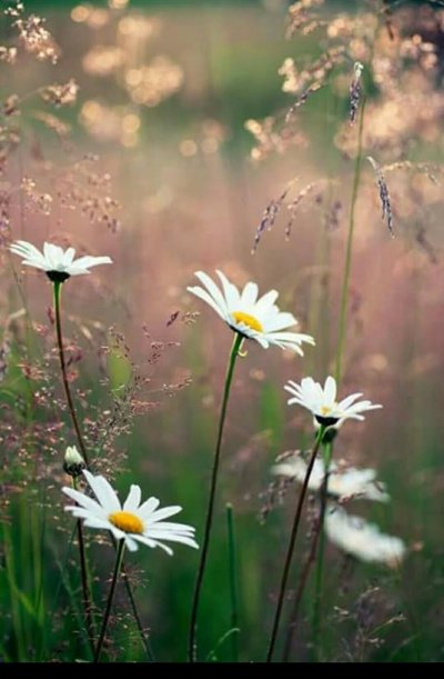 Луговые цветы