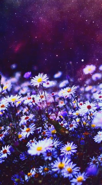 Заставка полевые цветы