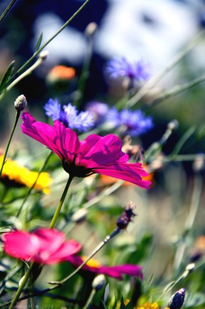 Полевые цветы