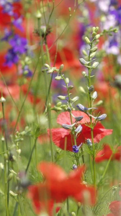 Полевые цветы