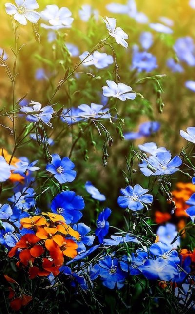 Полевые цветы