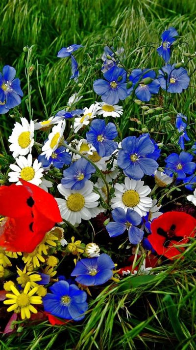 Полевые цветочки