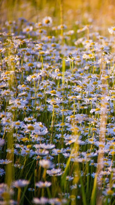 Полевые цветы