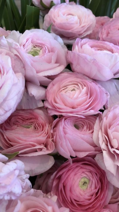 Ранункулюс и пионы