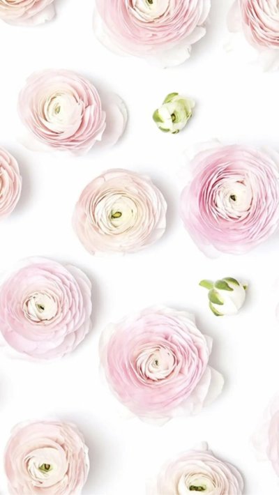 Ранункулюс пудровый