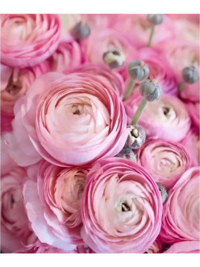 Ранункулус Клуни Пинк