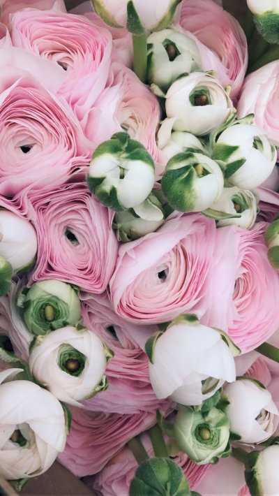 Ранункулюс