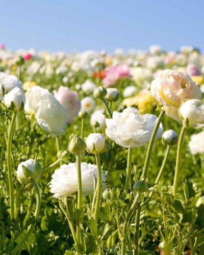 Садовый Лютик ранункулюс