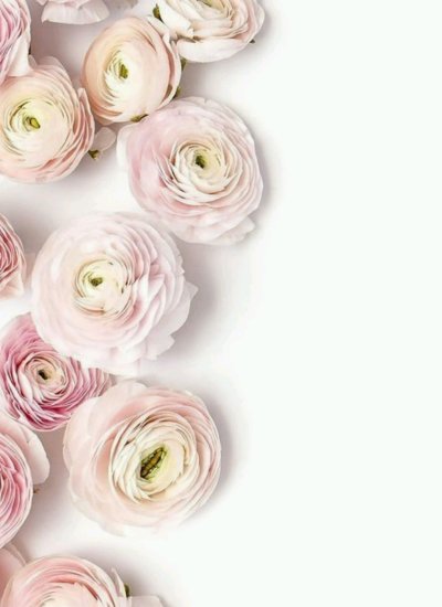 Ранункулюс Пинк