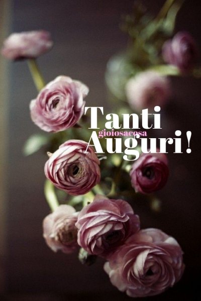 Ранункулюс темный