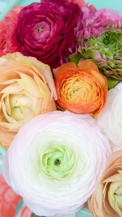 Ранункулюс