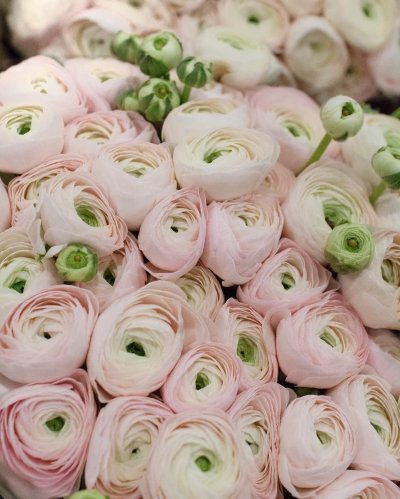 Лютик ранункулюс