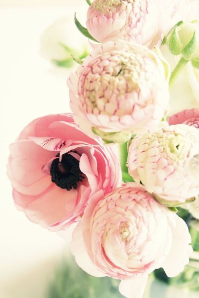 Ранункулюс и пионы