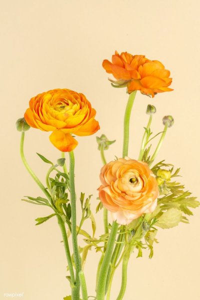 Ранункулюс оранж