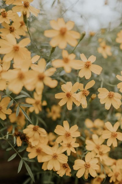 Лютики Эстетика