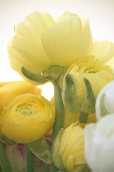 Ранункулюс (Лютик) Йеллоу