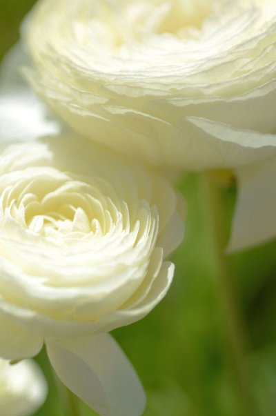 Ранункулюс Вайт