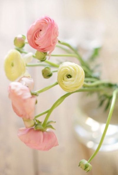 Лютик ранункулюс