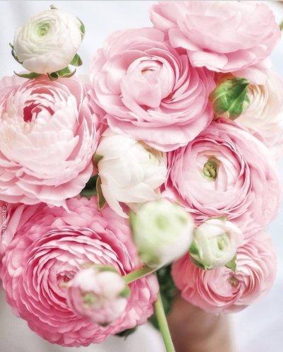 Ранункулус Клуни Ханой