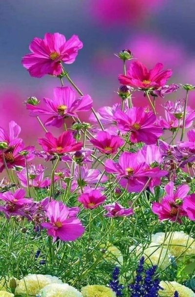 Садовые цветы