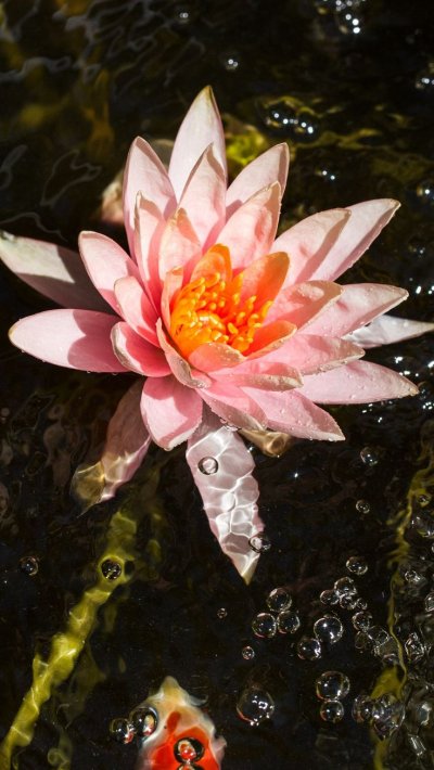 Кувшинка Лилия Лотос